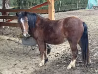 母马, Horses — 照片 2