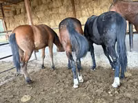 घोड़ा, Horse breed — फ़ोटो 1