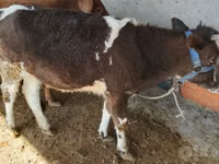 İnek, Swiss cattle — foto 3