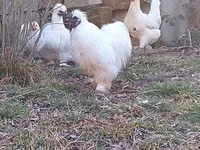 Chickens — foto 3