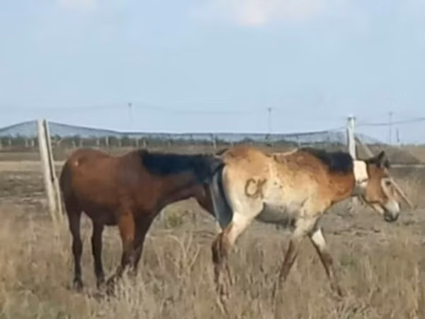 ცხენი, ცხენები