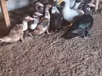 Nemis Pekin — 2-rasm