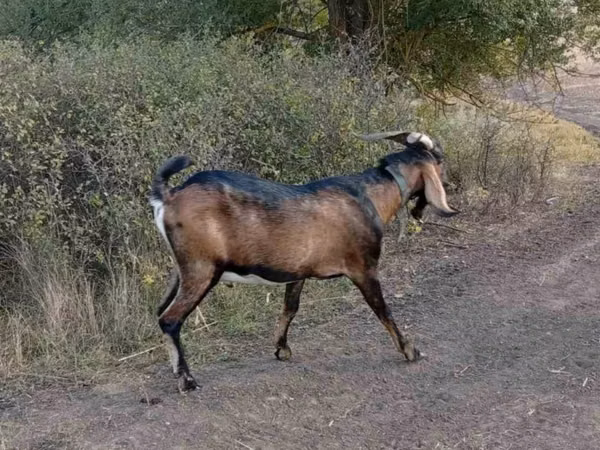 ஆண் வெள்ளாடு, Nubian Goat