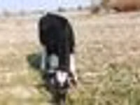 பசு, Russian Black pied cattle — புகைப்படம் 6