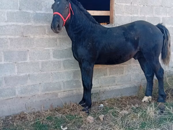 Horse (M), Orlov Trotter