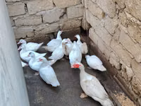 Hausente — Foto 2