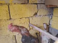 Chickens — foto 1