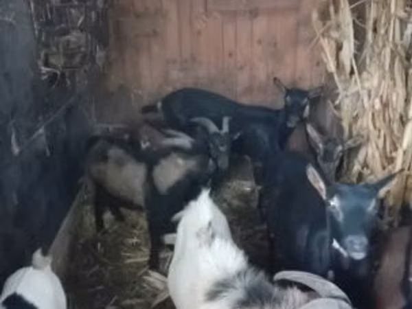 Chèvre, Chèvres