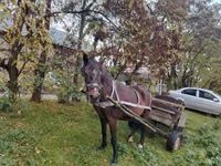Madyan, Atlar — foto 1
