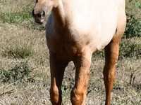 حصان, Quarter Horse — الصورة 2