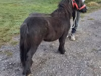 Cavalo, Cavalos — foto 3
