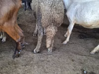 Baran, Baerchuke sheep — zdjęcie 3