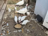 Turkeys — Foto 5