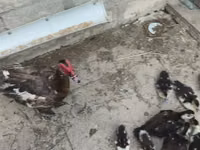 Ducks — Foto 6