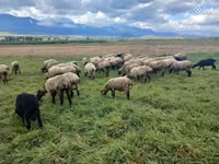 Ram, Sheep — photo 2