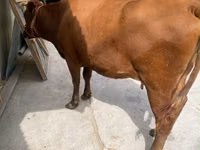 Vaca, Raça Holstein — foto 7