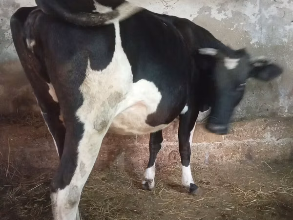பசு, Russian Black pied cattle