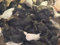 Turkeys — foto 5