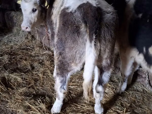 雌牛, Simmental cattle