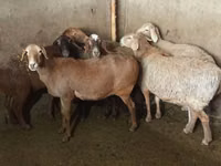 母羊, Sheep — 照片 6