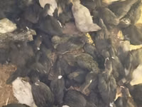 Turkeys — foto 4