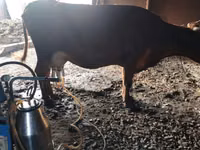 Vaca, Vaca da estepe vermelha — foto 2