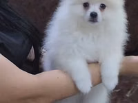 Məhsul: Pomeranian Spitz balası - Rəng: qar kimi ağ - Xəz: sıx — foto 2