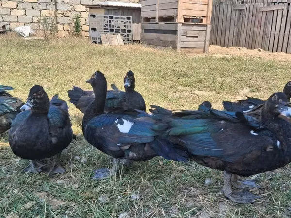 Ducks — Azerbaïdjan