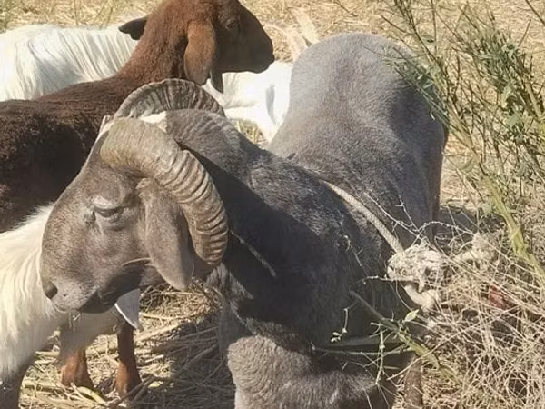 ვერძი, Arabi sheep