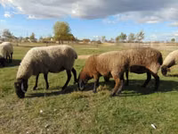 Qoyun, Tsigai sheep — foto 2