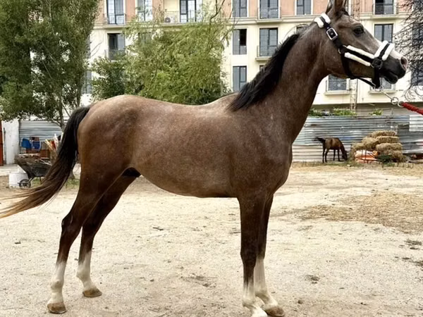 Cheval, Arabian horse