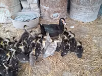 Ducks — foto 2