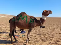 雄ラクダ, Arvana camel — 写真 2