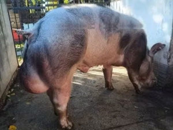 Eber, 