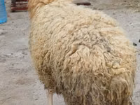 Bélier, Moutons — photo 3