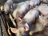Sow, Pigs — photo 4
