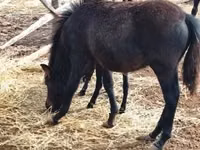 Hengst, Welsh Mountain Pony — Foto 2