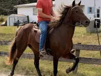 Kobyła, Rocky Mountain Horse — zdjęcie 2