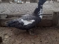 Turkeys — 写真 3