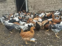 Chickens — 4-сурет