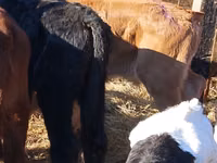 أبقار (دفعة، الجنس غير محدد), Simmental cattle — الصورة 4