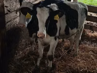 Sigir, Russian Black pied cattle — 1-rasm