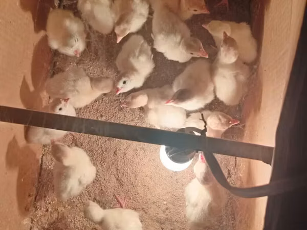 Turkeys — அசர்பைஜான்