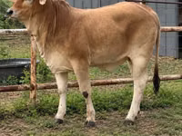 İnək, Brahman — foto 6