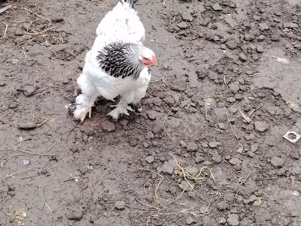 Brahma