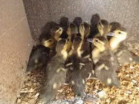 Ducks — foto 1