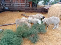 Ram, Sheep — photo 5
