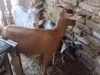 Kozy (partia, płeć nieokreślona), Kozy — zdjęcie 1