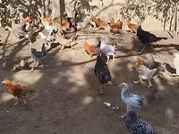 Chickens — zdjęcie 5