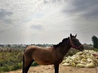 ცხენები (პარტია, სქესი არ არის მითითებული), Kyrgyz Horse — ფოტო 1